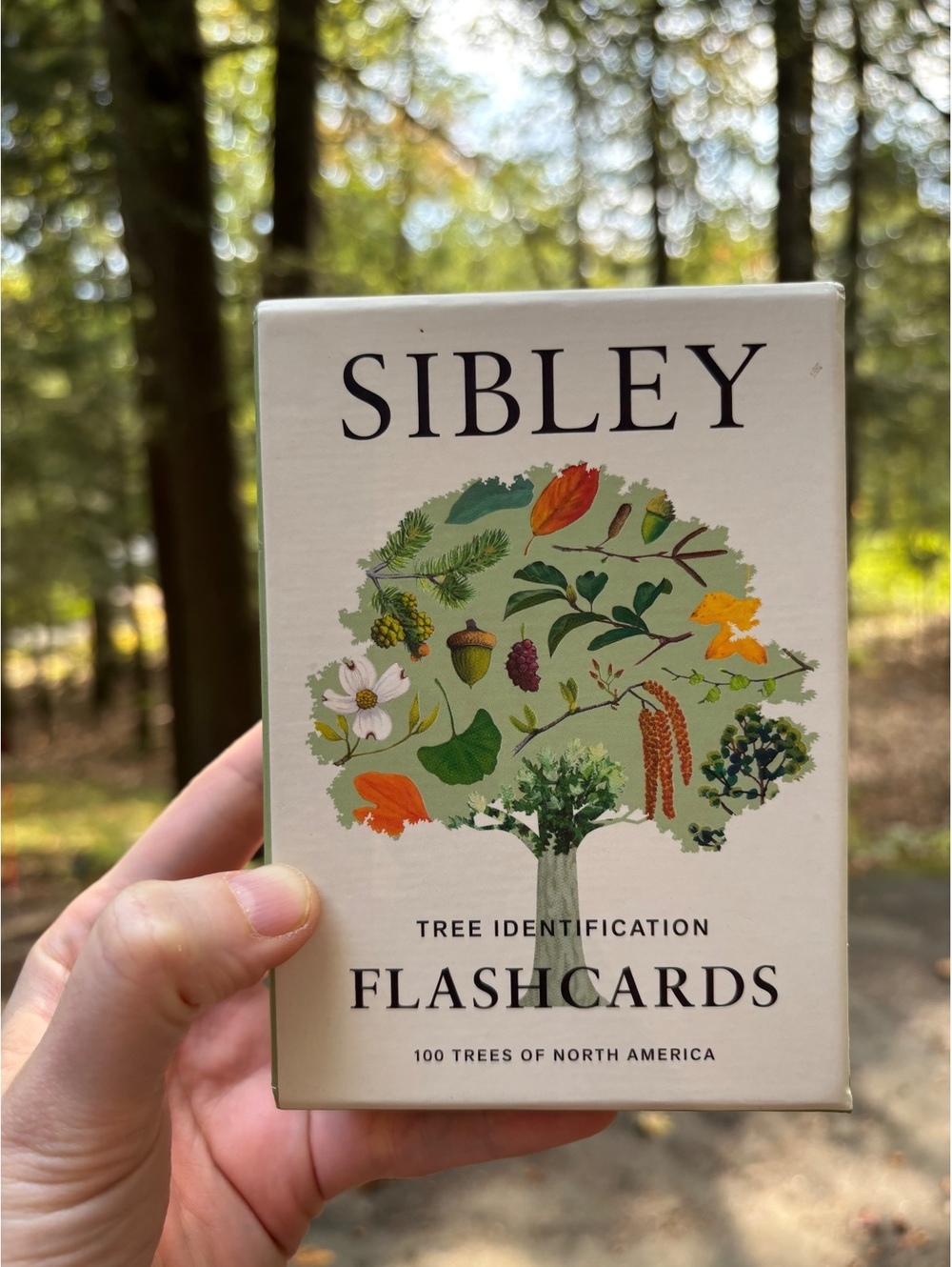 Sibley Tree Identification Flashcards - 100 Trees of North America